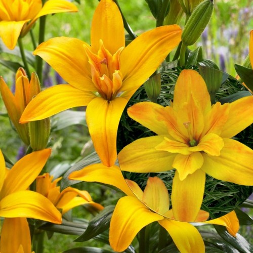 Lilium 'Gold Twin' - Liilia 'Gold Twin' 